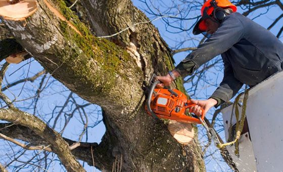 How To Tell If A Tree Will Fall On Your House?