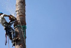 What You Need to Know about Emergency Tree Removal