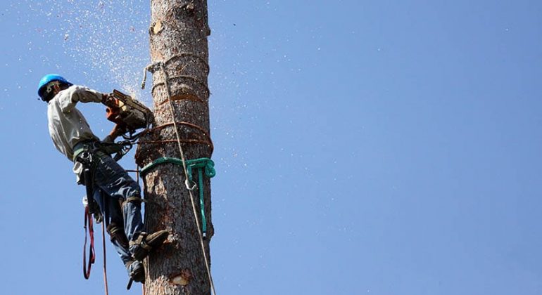 What You Need to Know about Emergency Tree Removal
