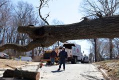 Know the Hidden Perks of Commercial Tree Services