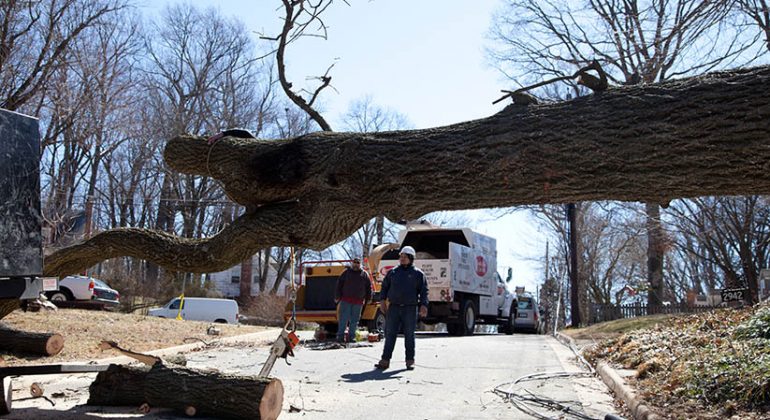 Know the Hidden Perks of Commercial Tree Services