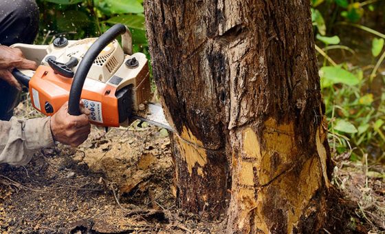 6 Benefits of Tree Removal Services