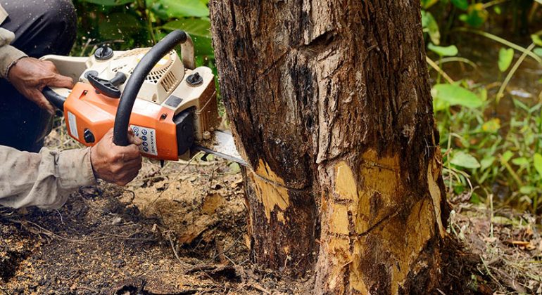 tree removal Lancashire