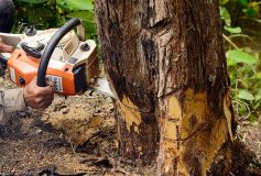 6 Benefits of Tree Removal Services